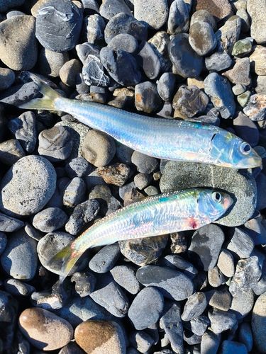 大浜海岸（静岡）