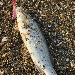 セイゴ（マルスズキ）