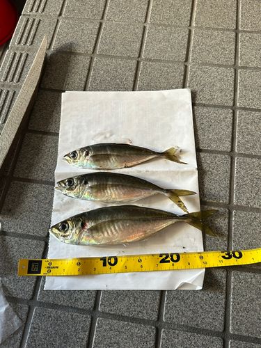 アジの釣果