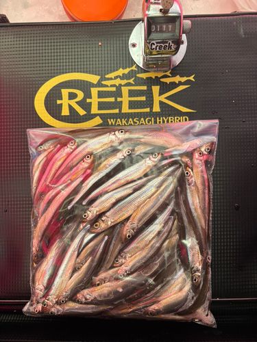 ワカサギの釣果