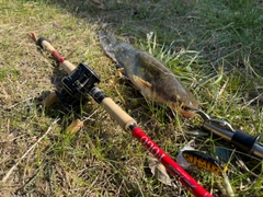 マナマズの釣果