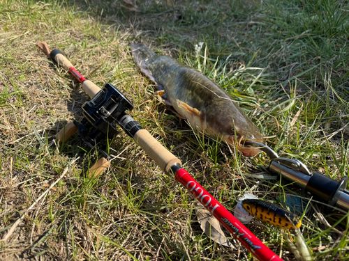 マナマズの釣果