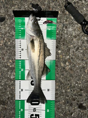 シーバスの釣果