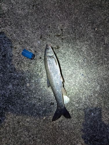 ウグイの釣果