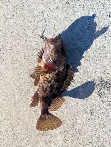 釣果