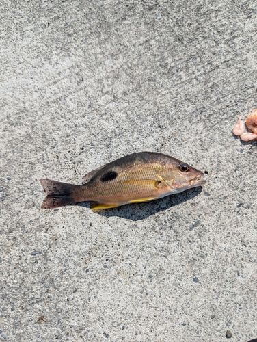 釣果