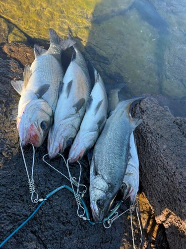 ヒラスズキの釣果