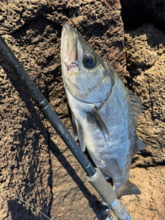 ヒラスズキの釣果