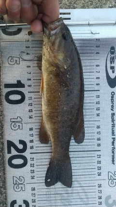 スモールマウスバスの釣果