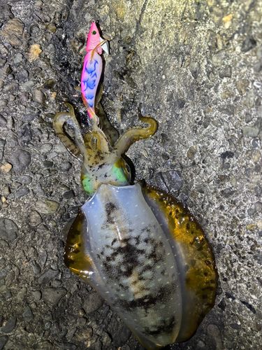 アオリイカの釣果