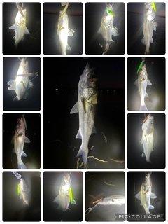 シーバスの釣果