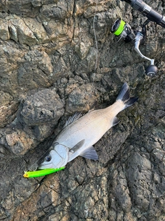 ヒラスズキの釣果