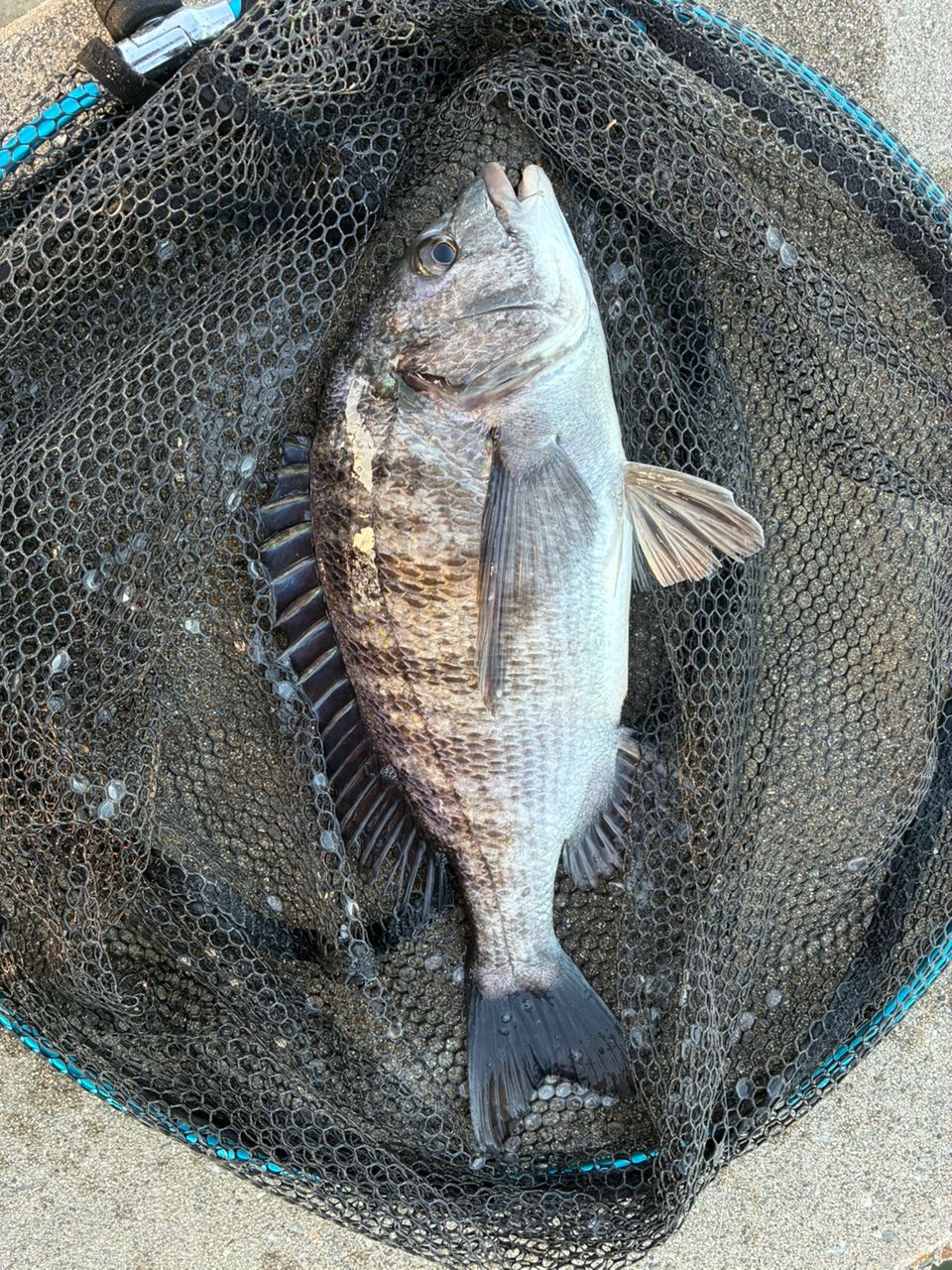 DAIWA 13インターライン リーガル 1.5号-53の最安値・インプレ・釣果