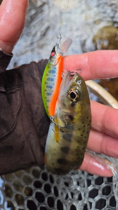 コノシロの釣果