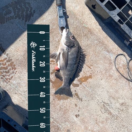 クロダイの釣果