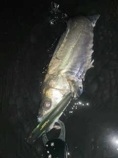 フッコ（マルスズキ）の釣果