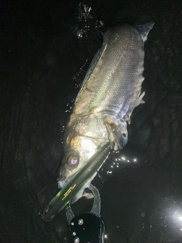 フッコ（マルスズキ）の釣果