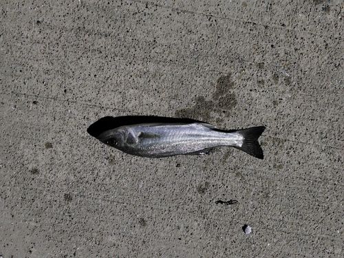 フッコ（マルスズキ）の釣果