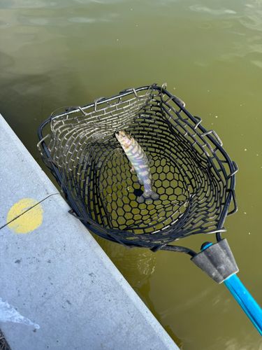 ニジマスの釣果