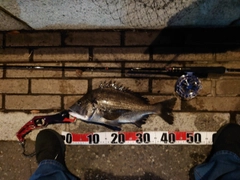 クロダイの釣果