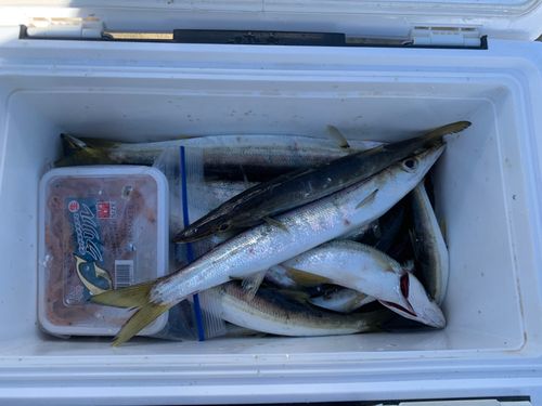 カマスの釣果