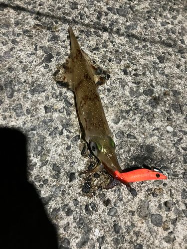 ケンサキイカの釣果