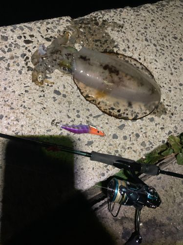 アオリイカの釣果