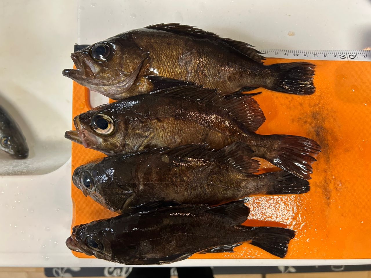 MajorCraft 鯵道 5G AD5-S622L/AJIの最安値・インプレ・釣果 | 本音の