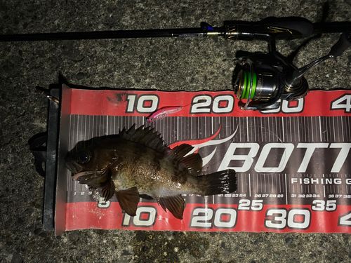 シロメバルの釣果