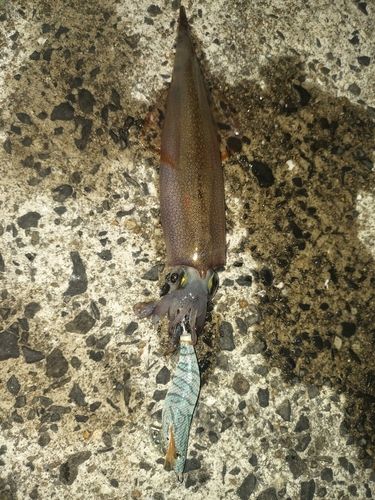 ヤリイカの釣果