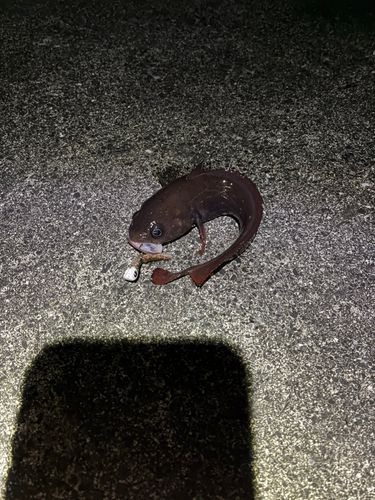 三陸海岸（岩手）