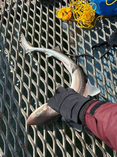 本牧海づり施設