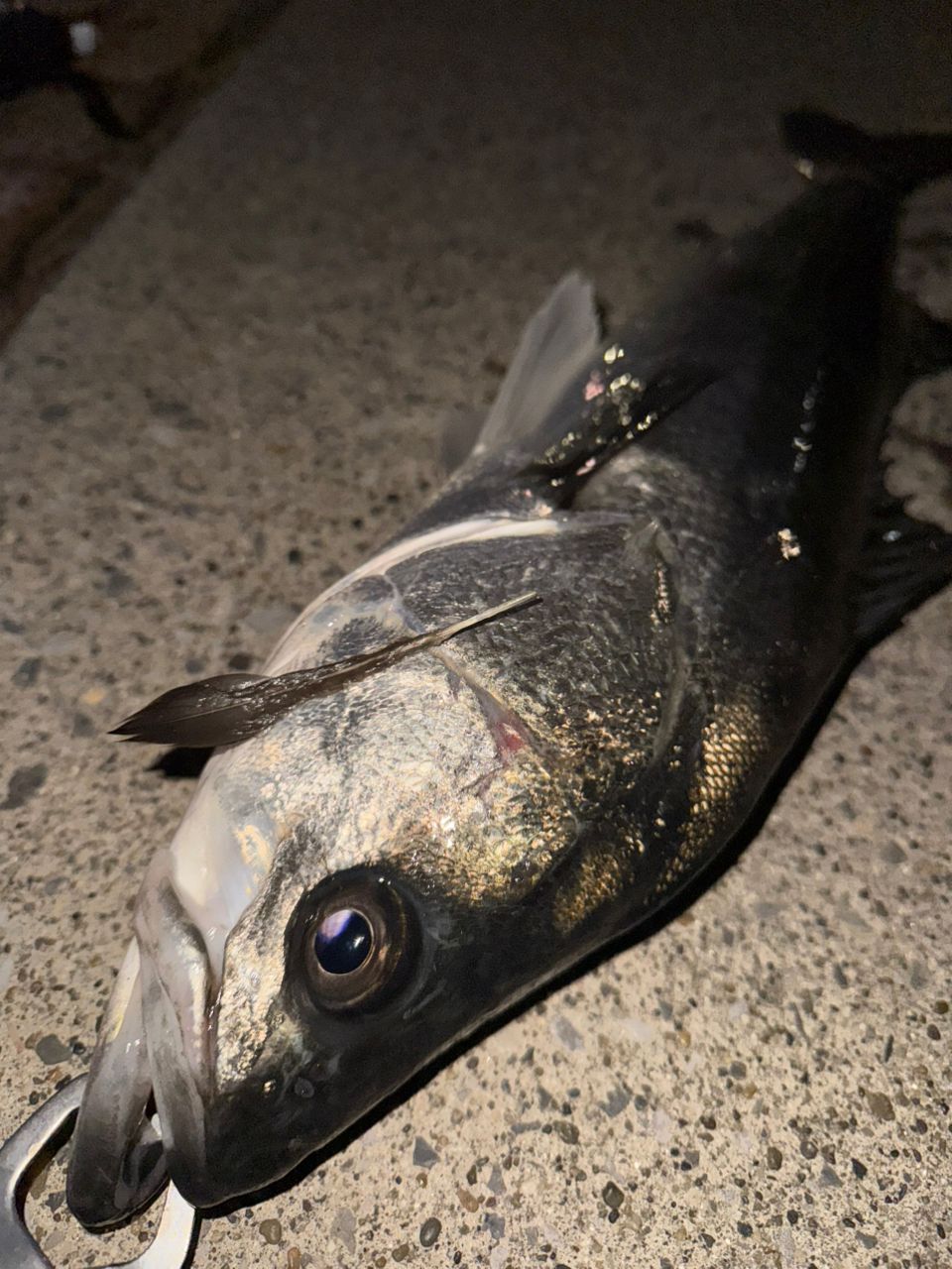 SHIMANO 21ムーンショット S86MLの最安値・インプレ・釣果 | 本音の