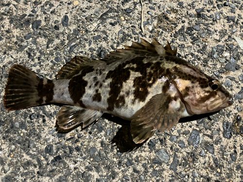 タケノコメバルの釣果