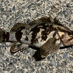 タケノコメバル