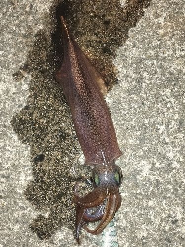 ヤリイカの釣果