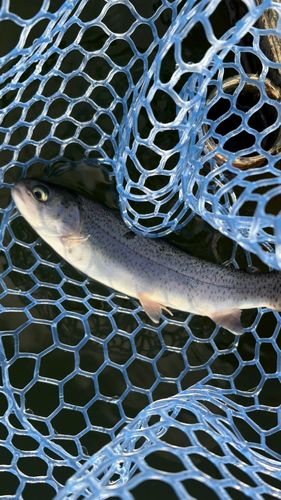 ニジマスの釣果