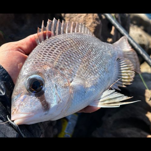 メイチダイの釣果