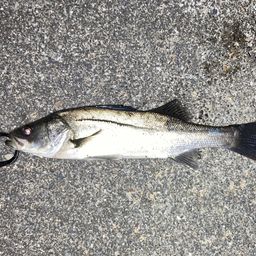 セイゴ（マルスズキ）