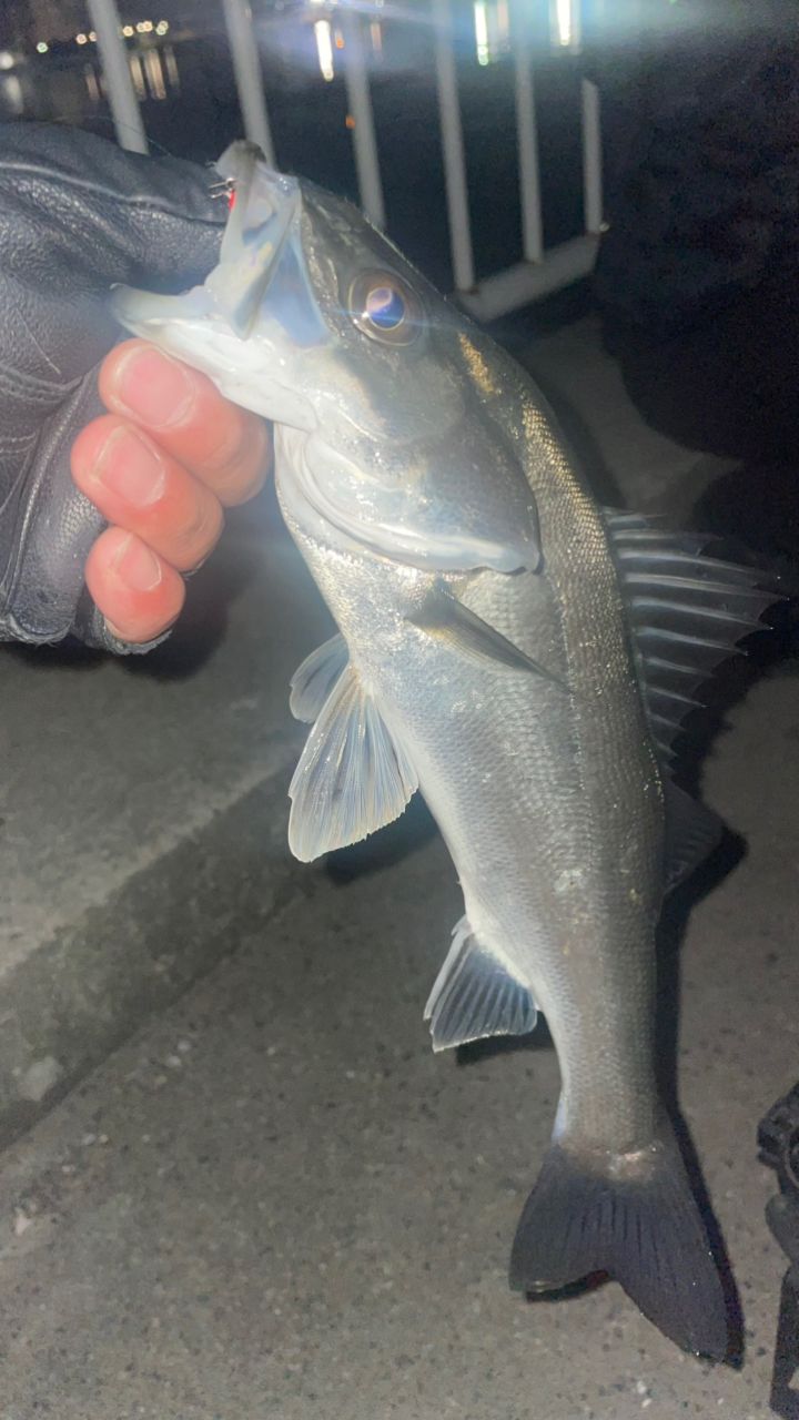 セイゴ（タイリクスズキ）