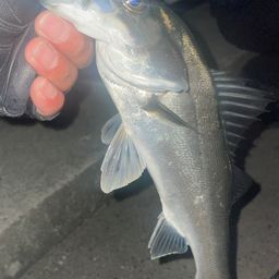 セイゴ（タイリクスズキ）