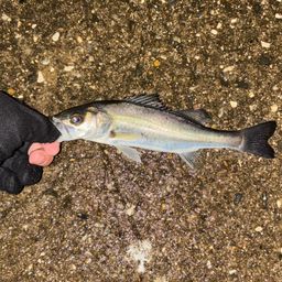 セイゴ（マルスズキ）