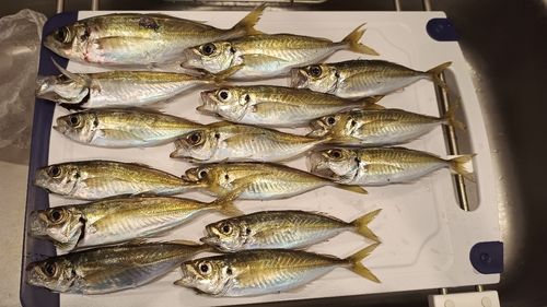 アジの釣果