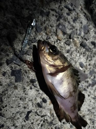 クロメバルの釣果