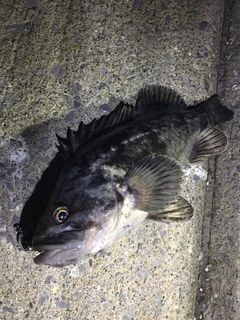 クロソイの釣果