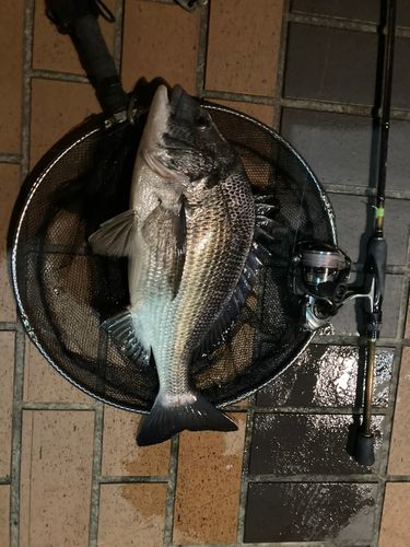 クロダイの釣果