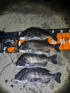 クロダイの釣果
