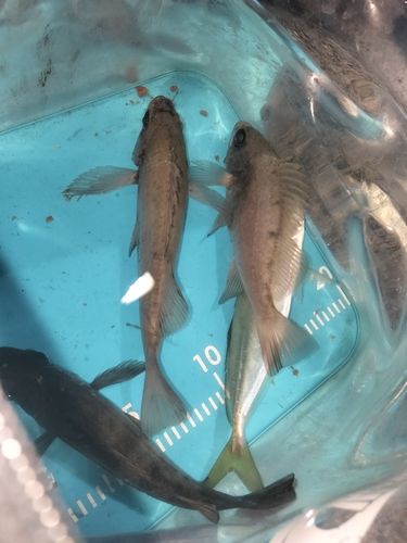 クロメバルの釣果