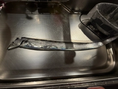 タチウオの釣果