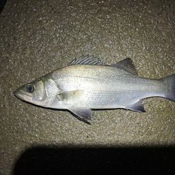 セイゴ（ヒラスズキ）